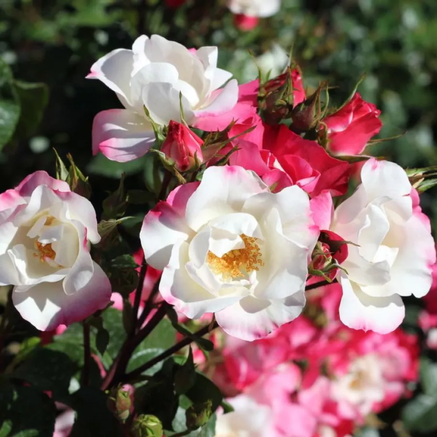 Vrtnica floribunda za cvetlično gredo - Roza - Occhi di Fata - vrtnice - proizvodnja in spletna prodaja sadik