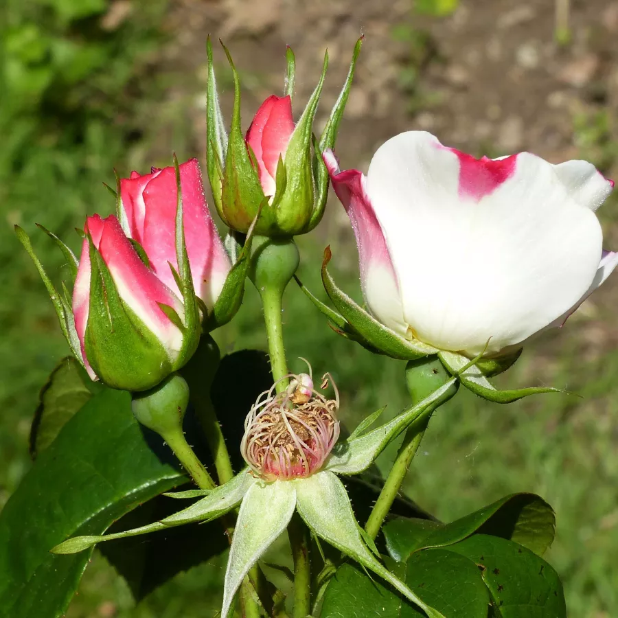 Fehér - rózsaszín - Rózsa - Occhi di Fata - online rózsa vásárlás