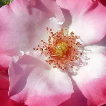 Online rózsa vásárlás - fehér - rózsaszín - Occhi di Fata - virágágyi floribunda rózsa - nem illatos rózsa - (60-70 cm)
