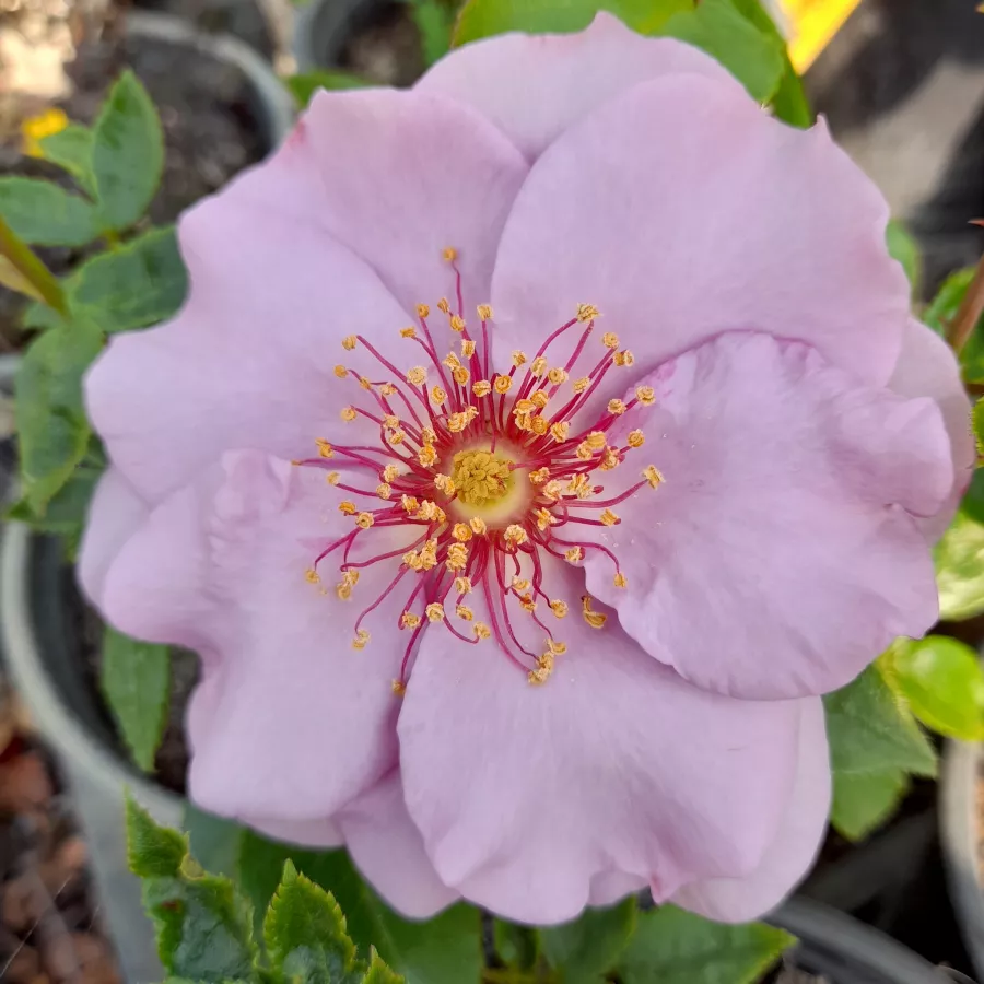 Róże rabatowe grandiflora - floribunda - Róża - Odyssey™ - Szkółka Róż Rozaria