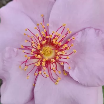 Róże sprzedaż internetowa - Rosa  Odyssey™ - róże rabatowe floribunda - różowy  - róża z dyskretnym zapachem - Frank R. Cowlishaw - Dekoratywna róża o specyficznym kolorze płatków. Bardzo dobrze wygląda posadzona w beczce, ale samotnie też jest ładna na k