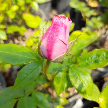 Rosa Odyssey™ - rózsaszín - szimpla virágú - magastörzsű rózsafa