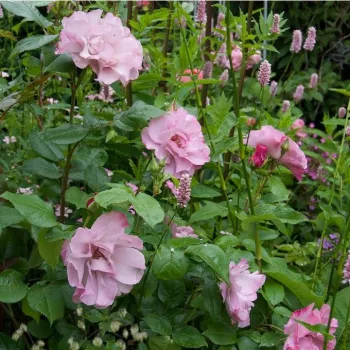 Delikatny malwowy - róża pienna - Róże pienne - z kwiatami pojedynczymi