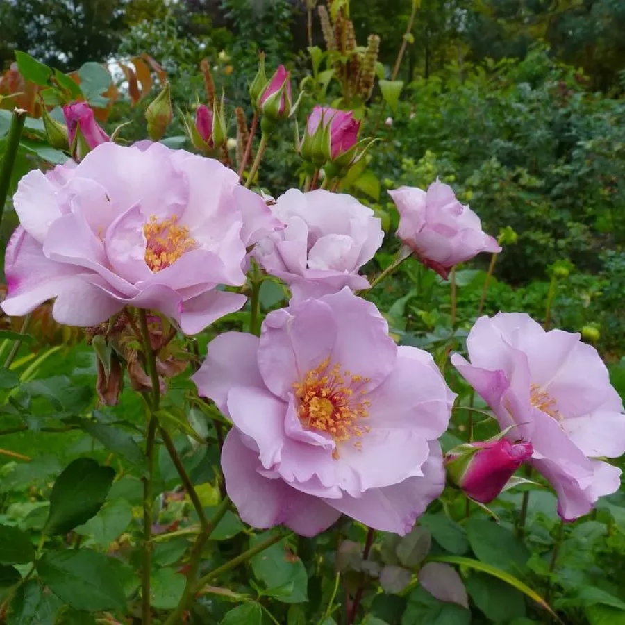 Trandafiri Floribunda - Trandafiri - Odyssey™ - comanda trandafiri online
