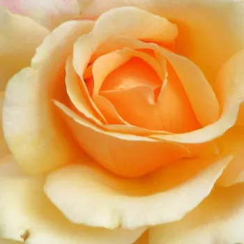 Rózsa rendelés online - sárga - teahibrid rózsa - Oh Happy Day® - közepesen illatos rózsa - édes aromájú - (80-120 cm)