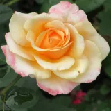 Ruža čajevke - žuta boja - srednjeg intenziteta miris ruže - Rosa Oh Happy Day® - Narudžba ruža