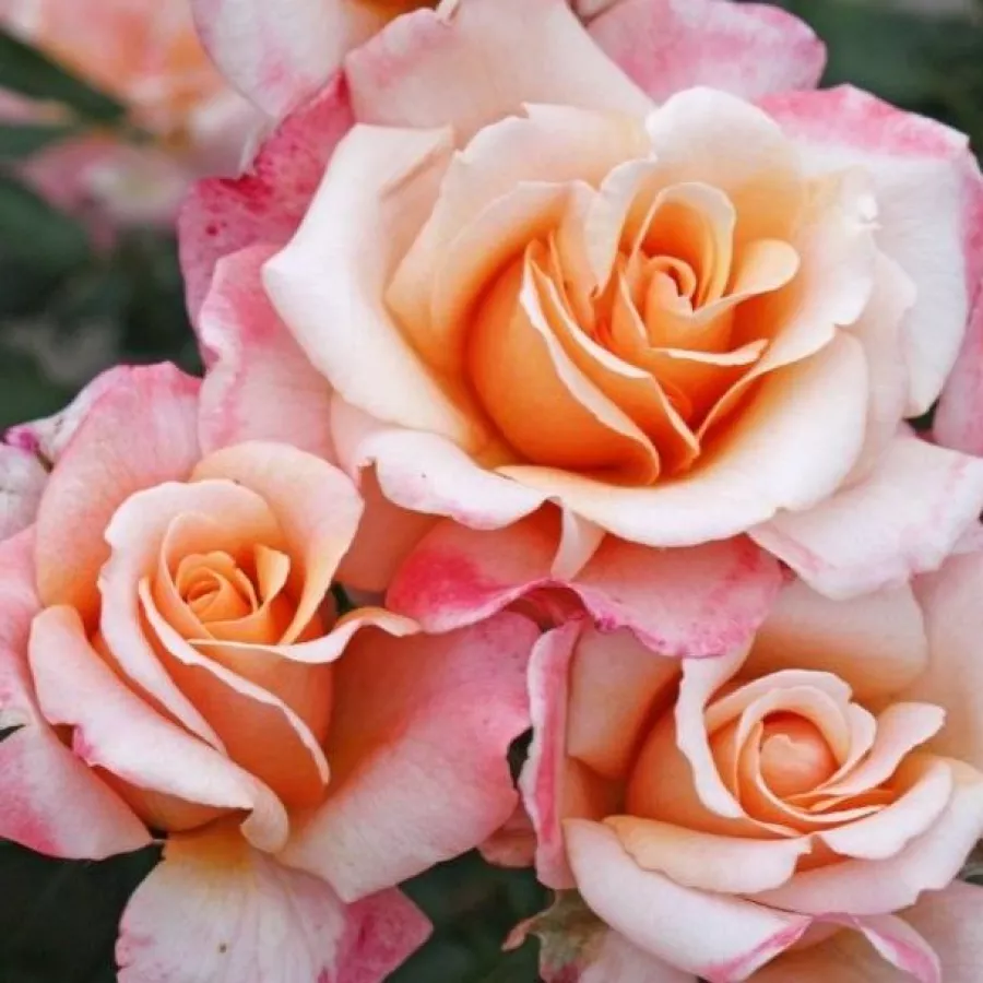 Rumena - Roza - Oh Happy Day® - Na spletni nakup vrtnice