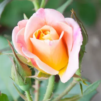 Rosa Oh Happy Day® - sárga - teahibrid rózsa