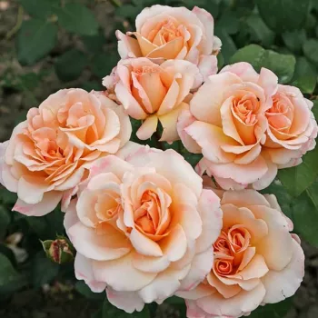 Sárga - teahibrid rózsa - közepesen illatos rózsa - édes aromájú
