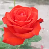 Vörös - teahibrid rózsa - Online rózsa vásárlás - Rosa Asja™ - diszkrét illatú rózsa - ánizs aromájú