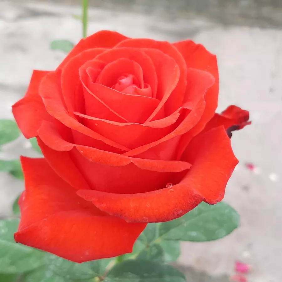 Rose Ibridi di Tea - Rosa - Asja™ - Produzione e vendita on line di rose da giardino