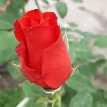 Rosa Asja™ - rojo - Árbol de Rosas Híbrido de Té - rosal de pie alto- forma de corona de tallo recto