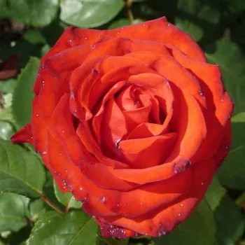 Rojo con tonos naranja - árbol de rosas híbrido de té – rosal de pie alto - rosa de fragancia discreta - anís