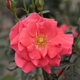 Vörös - narancssárga - virágágyi floribunda rózsa - Online rózsa vásárlás - Rosa Okályi Iván emléke - diszkrét illatú rózsa - eper aromájú