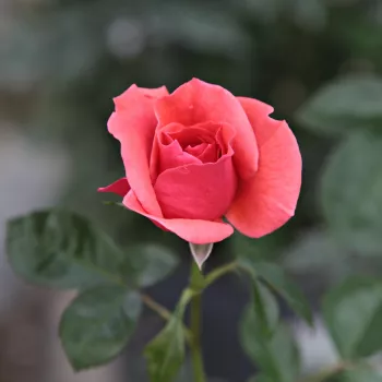 Rosa Okályi Iván emléke - rosso - arancio - Rose per aiuole (Polyanthe – Floribunde) - Rosa ad alberello0