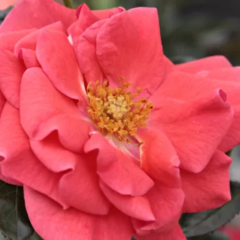 Rózsa rendelés online - vörös - narancssárga - csokros virágú - magastörzsű rózsafa - Okályi Iván emléke - diszkrét illatú rózsa - eper aromájú
