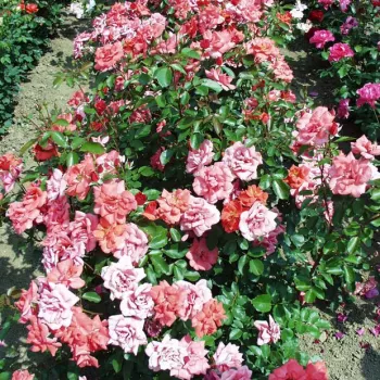 Rouge orange - rosier haute tige - Fleurs groupées en bouquet