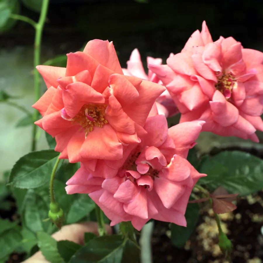 Floribunda ruže - Ruža - Okályi Iván emléke - sadnice ruža - proizvodnja i prodaja sadnica