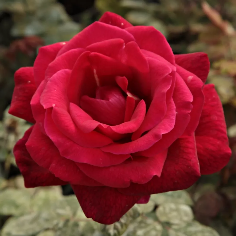 Róża wielkokwiatowa - Hybrid Tea - Róża - Oklahoma™ - Szkółka Róż Rozaria