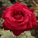Ruža čajevke - crvena - intenzivan miris ruže - Rosa Oklahoma™ - Narudžba ruža