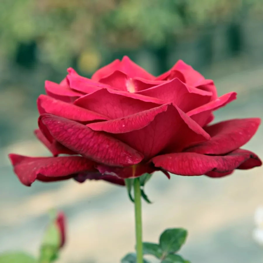Rosso - Rosa - Oklahoma™ - Produzione e vendita on line di rose da giardino