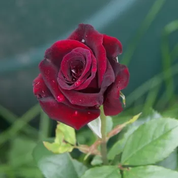 Rosa Oklahoma™ - roșu - Trandafiri hibrizi Tea
