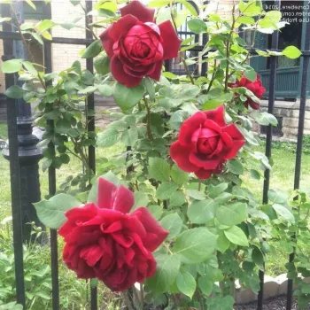 Ciemnoczerwony - róża wielkokwiatowa - Hybrid Tea   (120-240 cm)