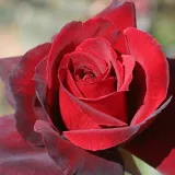 červený - stromčekové ruže - Rosa Oklahoma™ - intenzívna vôňa ruží - vôňa čaju