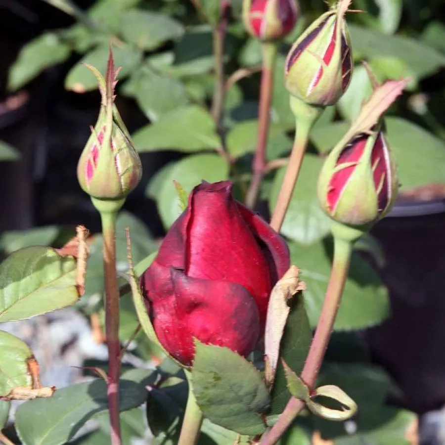 Róża pienna - Róże pienne - z kwiatami hybrydowo herbacianymi - Róża - Oklahoma™ - 