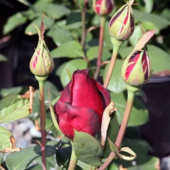 Rosa Oklahoma™ - rouge - rosier haute tige - Fleurs hybrid de thé