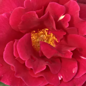 Narudžba ruža - Ruža čajevke - crvena - Oklahoma™ - intenzivan miris ruže