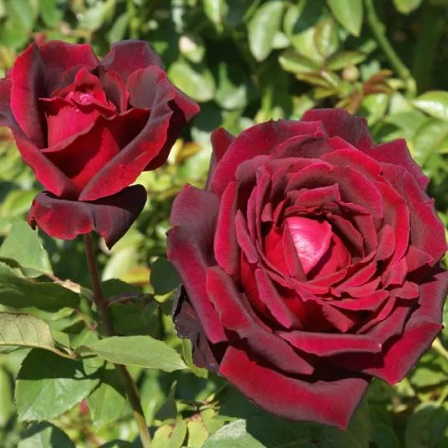 Trandafiri hibrizi Tea - Trandafiri - Oklahoma™ - comanda trandafiri online