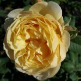 Sárga - virágágyi floribunda rózsa - Online rózsa vásárlás - Rosa Olivera™ - közepesen illatos rózsa - méz aromájú
