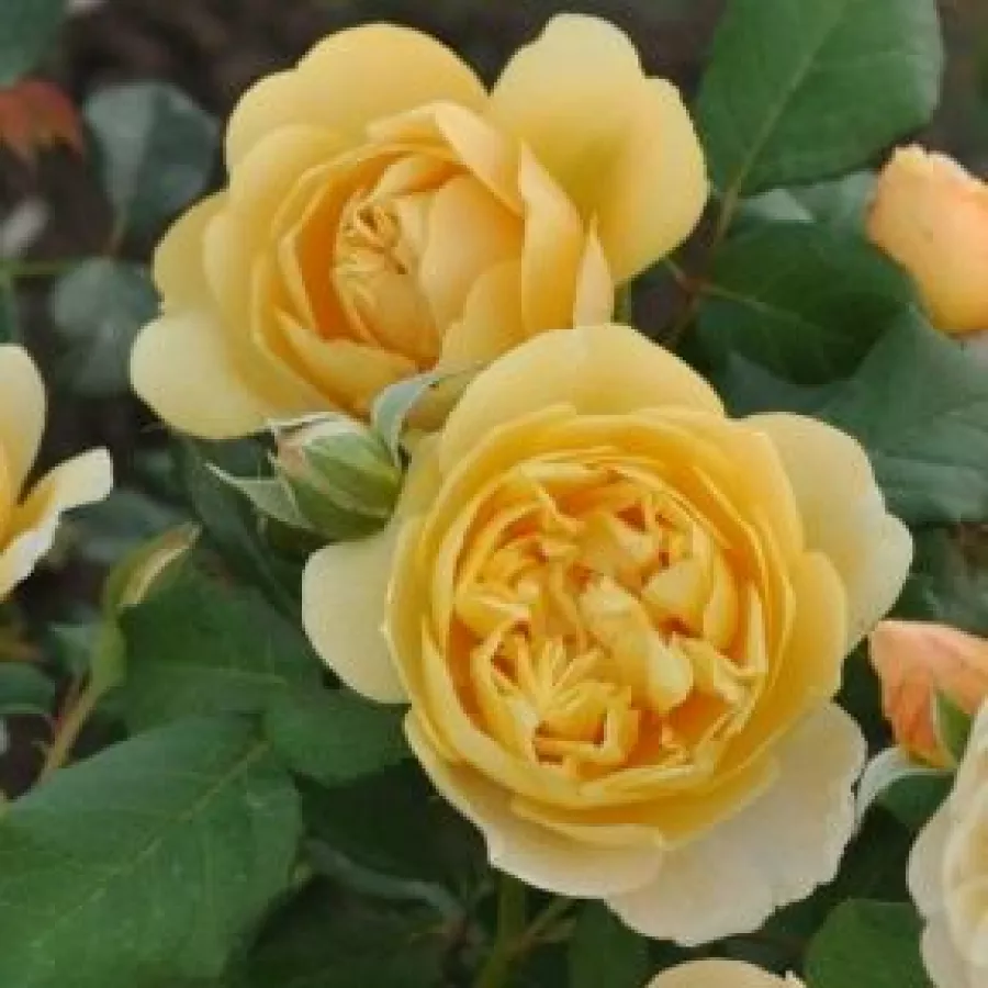 żółty - Róża - Olivera™ - Szkółka Róż Rozaria