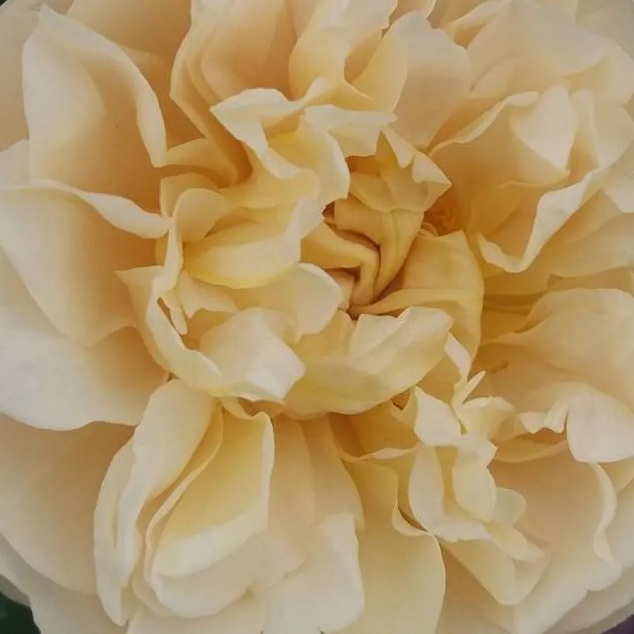Floribunda, shrub - Róża - Olivera™ - Szkółka Róż Rozaria