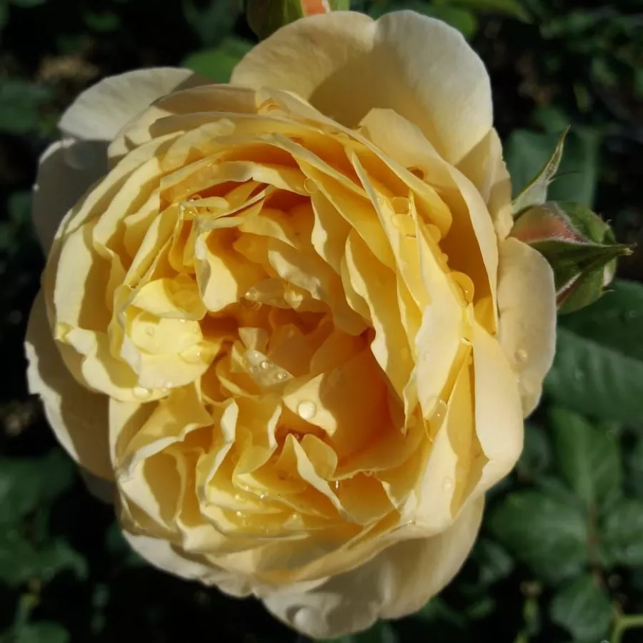 Amarillo - Rosa - Olivera™ - rosal de pie alto