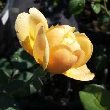 Rosa Olivera™ - žlutá - stromkové růže - Stromkové růže, květy kvetou ve skupinkách