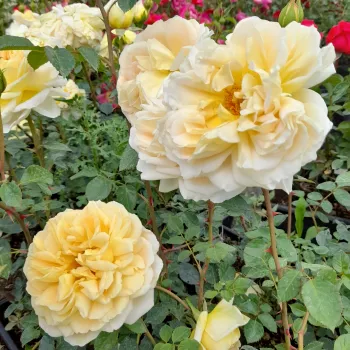 Amarillo claro - árbol de rosas de flores en grupo - rosal de pie alto - rosa de fragancia moderadamente intensa - miel