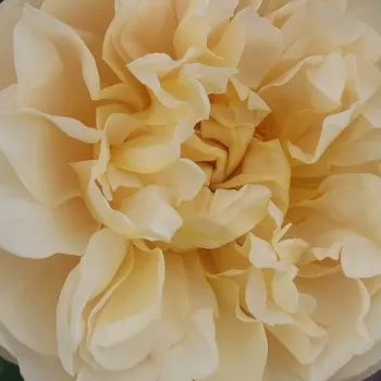 Online rózsa webáruház - sárga - magastörzsű rózsa - csokros virágú - Olivera™ - közepesen illatos rózsa - méz aromájú