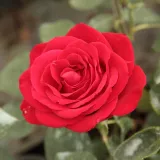 Ruža čajevke - crvena - diskretni miris ruže - Rosa Olympiad™ - Narudžba ruža