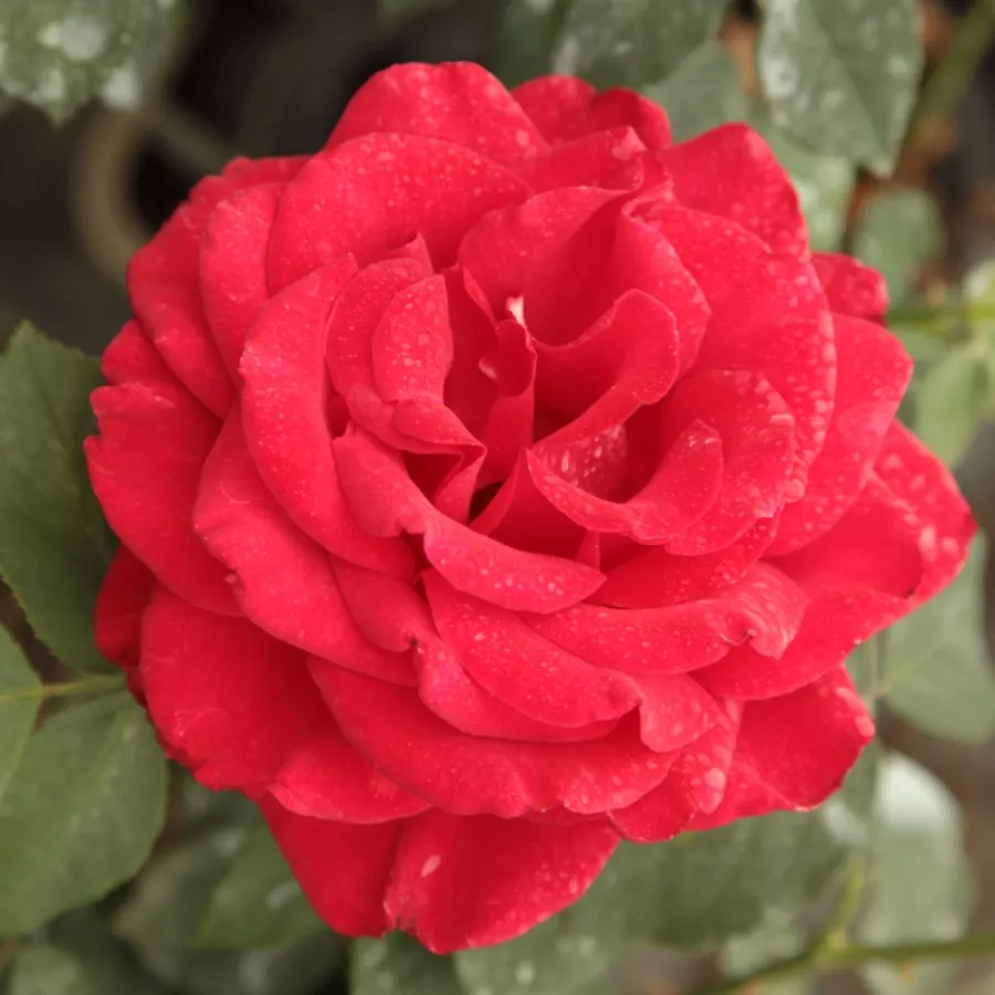 Roșu - Trandafiri - Olympiad™ - Trandafiri online