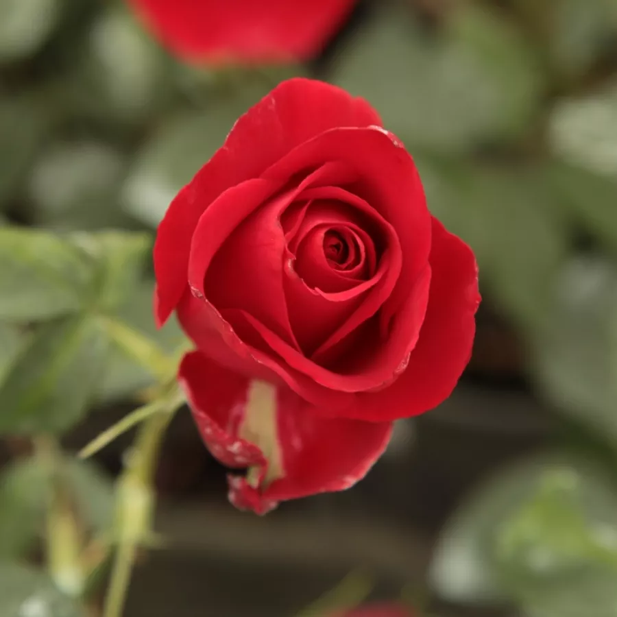 Rosa de fragancia discreta - Rosa - Olympiad™ - Comprar rosales online