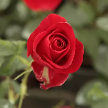 Rosa Olympiad™ - roșu - Trandafiri hibrizi Tea