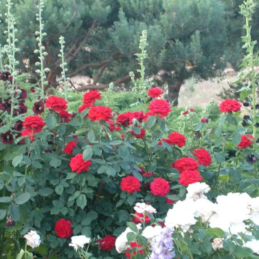 MACauck - Rosa - Olympiad™ - Produzione e vendita on line di rose da giardino