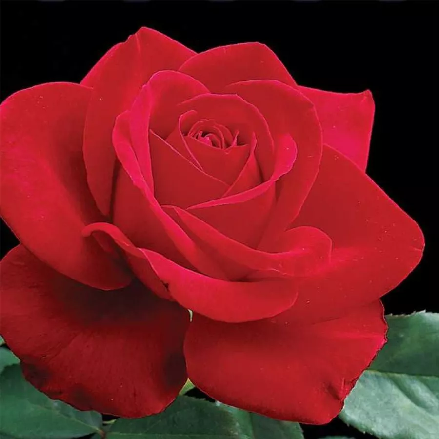 Vörös - Rózsa - Olympiad™ - Kertészeti webáruház
