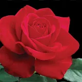 Vörös - Kertészeti webáruház - teahibrid virágú - magastörzsű rózsafa - Rosa Olympiad™ - diszkrét illatú rózsa - fűszer aromájú