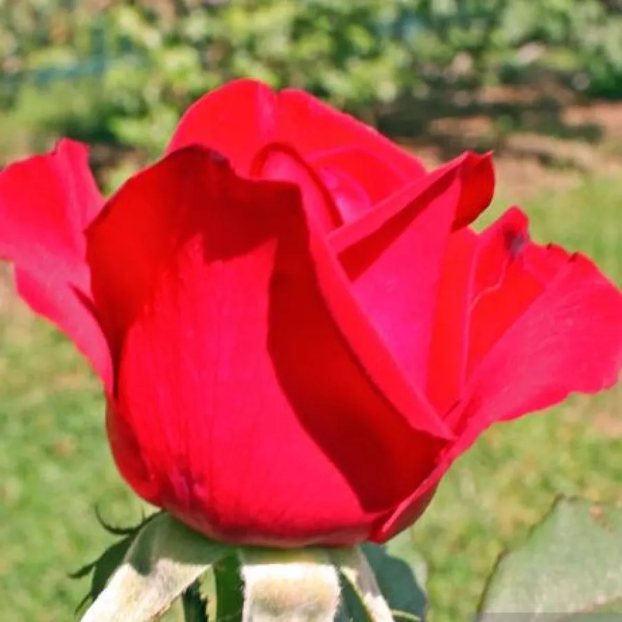 Teahibrid virágú - magastörzsű rózsafa - Rózsa - Olympiad™ - Kertészeti webáruház