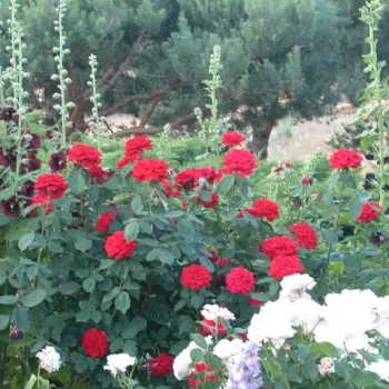 Vörös - teahibrid virágú - magastörzsű rózsafa - diszkrét illatú rózsa - fűszer aromájú