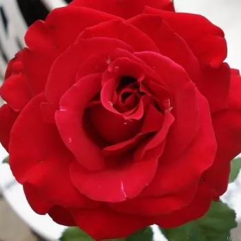 Rózsa kertészet - vörös - teahibrid virágú - magastörzsű rózsafa - Olympiad™ - diszkrét illatú rózsa - fűszer aromájú