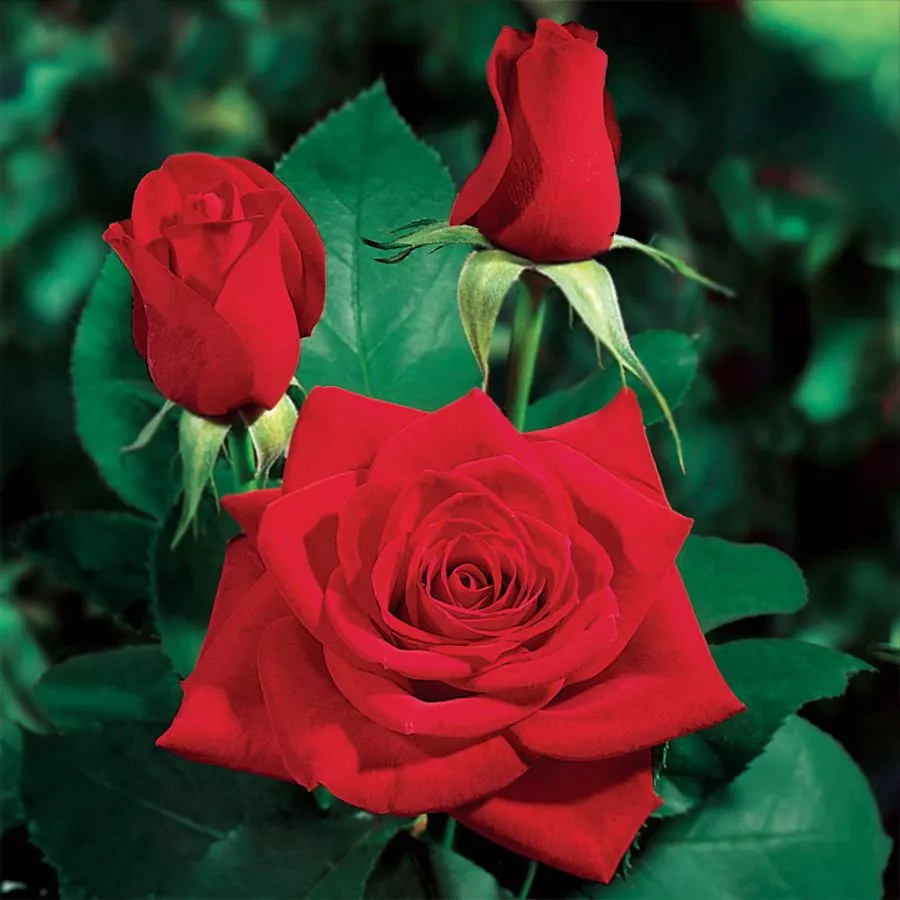 Trandafiri hibrizi Tea - Trandafiri - Olympiad™ - comanda trandafiri online